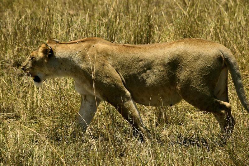 Mis días de safari en Uganda, Kenia y Zanzíbar.. Os lo intento contar - Blogs de Africa Este y Centro - Día completo en el Mara.. qué sitio tan impresionante.. (14)
