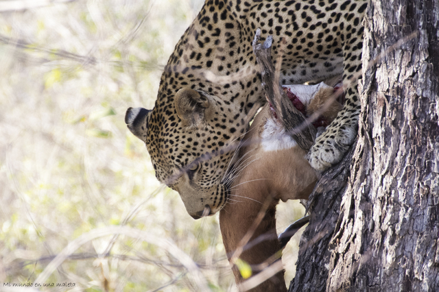 Kruger National Park: de Lower Sabie a Satara - SUDÁFRICA EN EL CORAZÓN (JULIO 2015) (20)