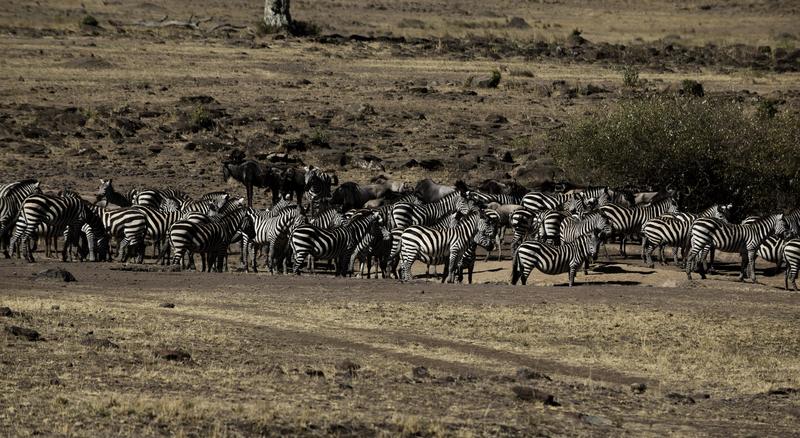 Mis días de safari en Uganda, Kenia y Zanzíbar.. Os lo intento contar - Blogs de Africa Este y Centro - Recorremos Masai Mara de un extremo a otro.. ¡Qué lugar! (36)