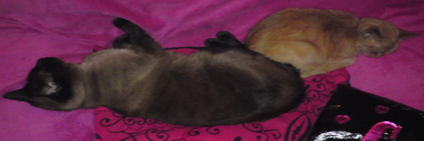 http://s21.postimg.cc/7zbdwkt7b/DSC04507.jpg