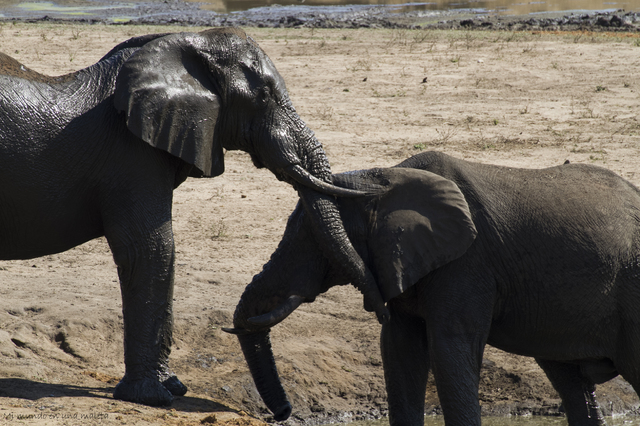 Kruger National Park: de Lower Sabie a Satara - SUDÁFRICA EN EL CORAZÓN (JULIO 2015) (28)