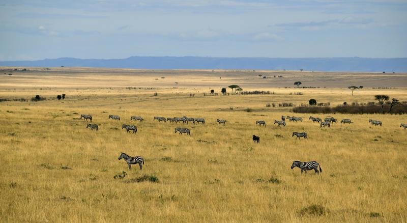Mis días de safari en Uganda, Kenia y Zanzíbar.. Os lo intento contar - Blogs de Africa Este y Centro - Recorremos Masai Mara de un extremo a otro.. ¡Qué lugar! (13)