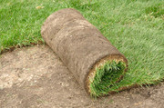 Laying_Sod.jpg