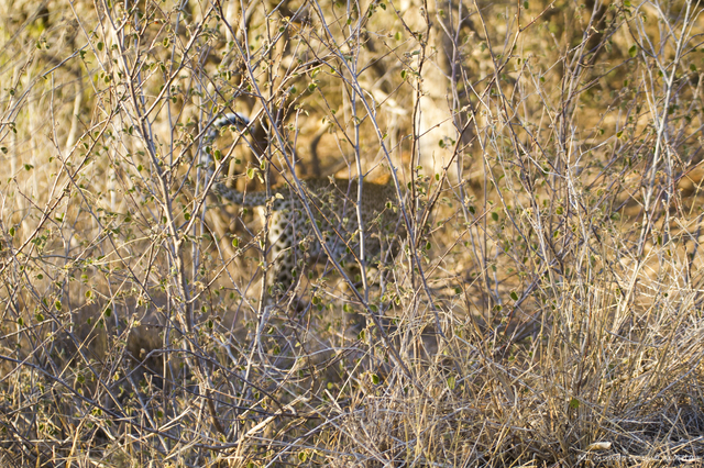 Kruger National Park: de Lower Sabie a Satara - SUDÁFRICA EN EL CORAZÓN (JULIO 2015) (10)