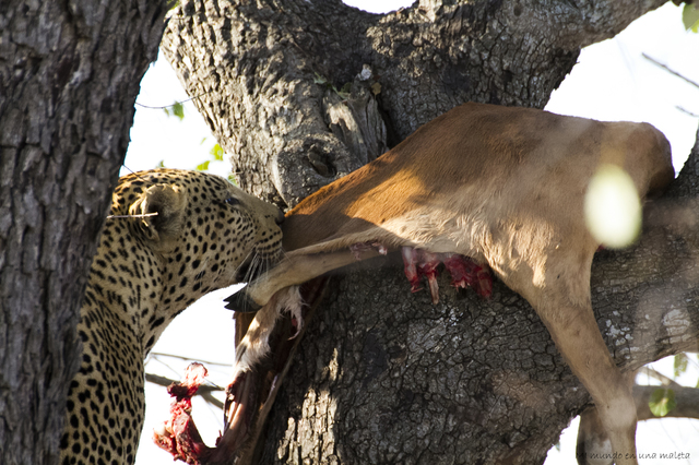 Kruger National Park: de Lower Sabie a Satara - SUDÁFRICA EN EL CORAZÓN (JULIO 2015) (17)