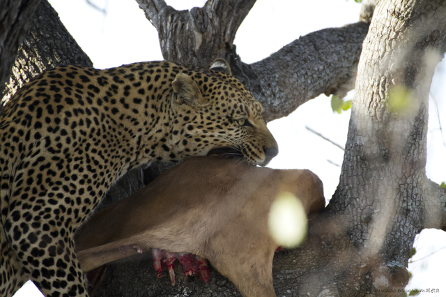 Kruger National Park: de Lower Sabie a Satara - SUDÁFRICA EN EL CORAZÓN (JULIO 2015) (18)