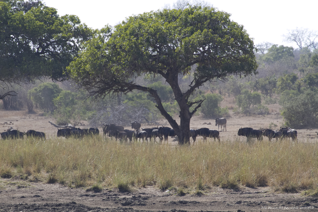 Kruger National Park: de Lower Sabie a Satara - SUDÁFRICA EN EL CORAZÓN (JULIO 2015) (26)
