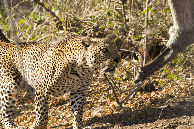 Kruger National Park: de Lower Sabie a Satara - SUDÁFRICA EN EL CORAZÓN (JULIO 2015) (15)