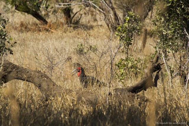 Kruger National Park: de Lower Sabie a Satara - SUDÁFRICA EN EL CORAZÓN (JULIO 2015) (25)