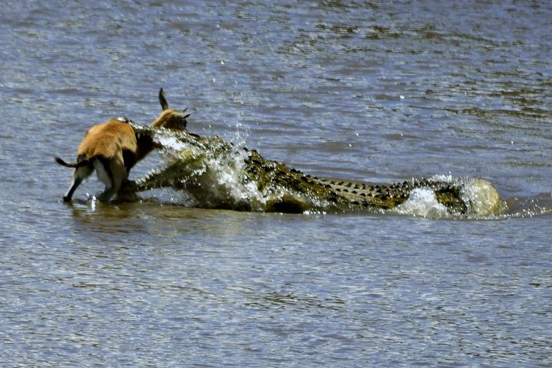 Mis días de safari en Uganda, Kenia y Zanzíbar.. Os lo intento contar - Blogs de Africa Este y Centro - Nuestra pequeña versión del cruce (13)