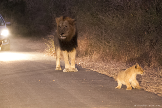 Kruger National Park: de Lower Sabie a Satara - SUDÁFRICA EN EL CORAZÓN (JULIO 2015) (2)
