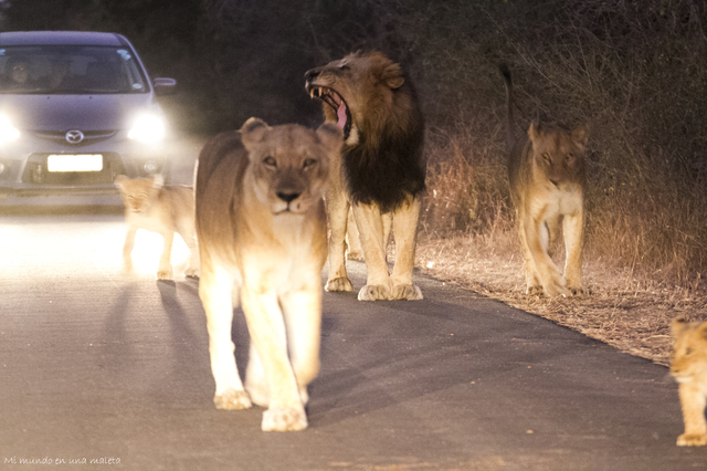 Kruger National Park: de Lower Sabie a Satara - SUDÁFRICA EN EL CORAZÓN (JULIO 2015) (3)