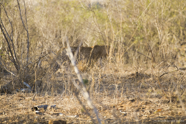 Kruger National Park: de Lower Sabie a Satara - SUDÁFRICA EN EL CORAZÓN (JULIO 2015) (11)