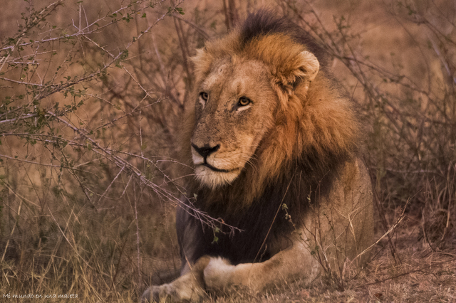 Kruger National Park: de Lower Sabie a Satara - SUDÁFRICA EN EL CORAZÓN (JULIO 2015) (9)