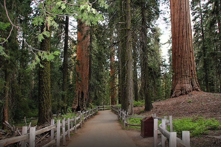 18 días por la Costa Oeste de Estados Unidos: un sueño hecho realidad - Blogs de USA - DIA 5: Los Angeles - Sequoia & Kings Canyon - Fresno (11)