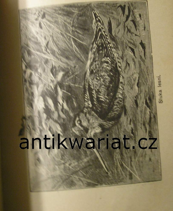 1wa Image00023