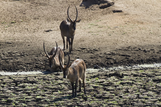 Kruger National Park: de Lower Sabie a Satara - SUDÁFRICA EN EL CORAZÓN (JULIO 2015) (29)