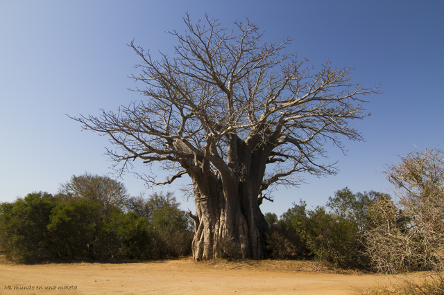 Kruger National Park: de Lower Sabie a Satara - SUDÁFRICA EN EL CORAZÓN (JULIO 2015) (24)