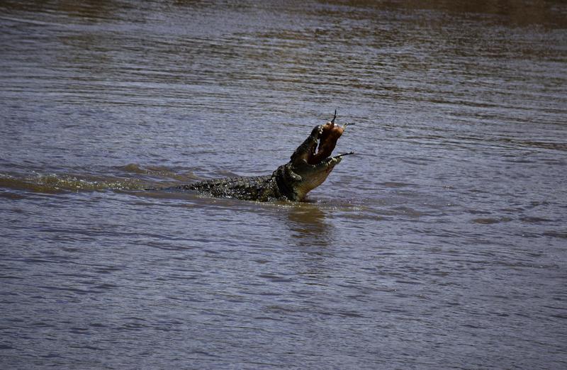 Mis días de safari en Uganda, Kenia y Zanzíbar.. Os lo intento contar - Blogs de Africa Este y Centro - Nuestra pequeña versión del cruce (16)