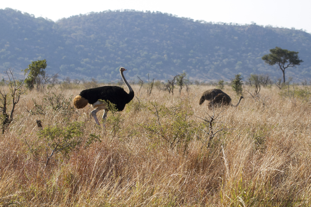 Kruger National Park: de Lower Sabie a Satara - SUDÁFRICA EN EL CORAZÓN (JULIO 2015) (22)