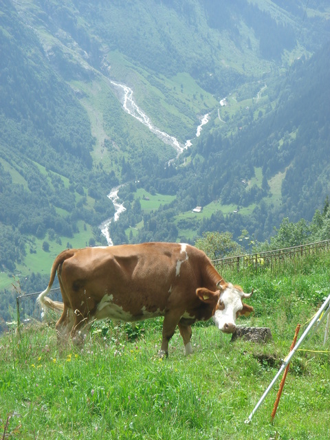 Día 4: Lauterbrunen-Murren-Grindelwald - Suiza en coche 9 días, recomendadísimo ir! (5)