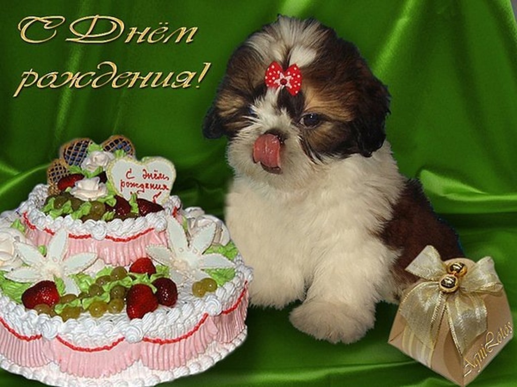 С днем рождения картинки с собачкой. Ши тцу и шпиц. Ши тцу спаниель. С днём рождения собачки. Открытка с днём рождения с собачкой.
