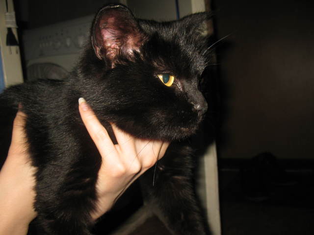 Black кинут. Картинка черного котенка с тонкой шеей. Чёрная кошка худая в домашних условиях.