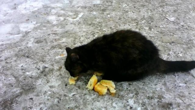 Кошка голодный песня. Бездомные черно белые коты пропавшие. Бездомные черно белые коты Петрозаводск.