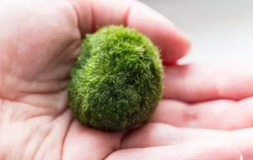 Petshops often sell real live marimo moss balls as accessories for betta fish tanks