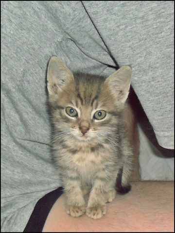 Slika