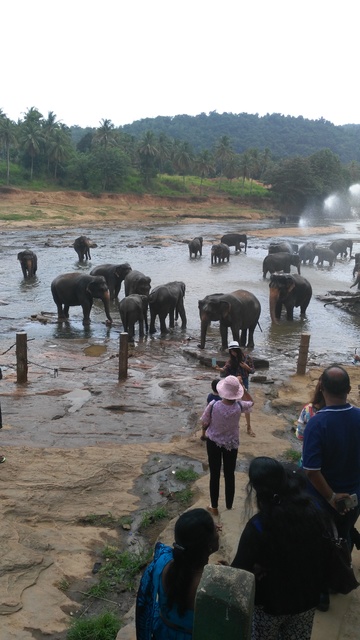 12 días en Sri Lanka y Maldivas. De los campos de té a los baños con tiburones - Blogs de Sri Lanka - Peradeniya y Pinnawala: la decepción del orfanato de elefantes. (4)