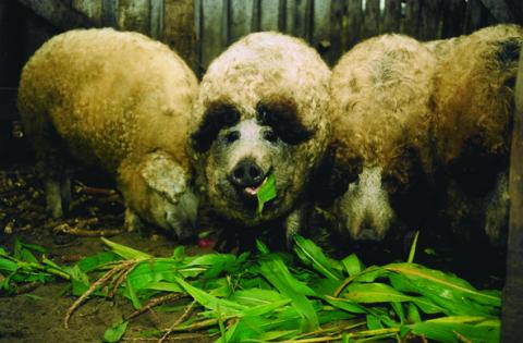 Mangalica_Hungary.jpg